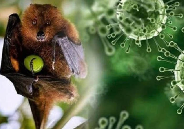 Thong-tin-ve-dich-benh-do-vi-rut-Nipah